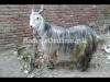 Beautiful Desi Pahari Bakra for Sale