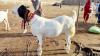 Pateri Bakra For Sale in Rawalpindi