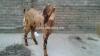 Brown Colour Potohari Bakra for Sale