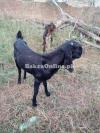 Black Colour Potohari Bakra for Sale in Islamabad