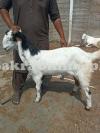 Cheap For sale Potohari Bakra for Sale