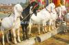 Beautiful Big Potohari Bakra for Sale