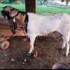 Heavy 50 Kg Potohari Bakra for Sale