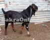 Pure Desi Black Brown Colour Potohari Bakra for Sale