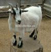 Beautiful Pygmy Bakra for Sale