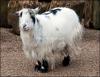 Beautiful Pygmy Goat for Sale in Lahore