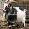 Best Pygmy Bakra for Sale in Gujranwala