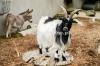 Pygmy Goat for Sale in Multan