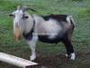 Desi Pygmy Goat for Sale in Peshawar