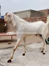 Beautiful Ranjanpuri Bakra for Sale in Islamabad