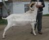 Best Saanen Bakra for Sale in Islamabad