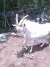 Desi Saanen Bakra for Sale