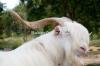 Saanen Bakra for Sale in Gujranwala