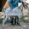 Saanen Goat for Sale in Multan