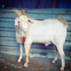 Normal Size Saanen Bakra for Sale