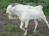 Beautiful Saanen Khassi Bakra for Sale