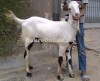 Best Sindh Desi Bakra for Sale in Islamabad