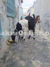 Black and White Sindh Desi Bakra for Sale