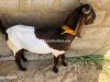 Cheap Sindh Desi Bakra for Sale