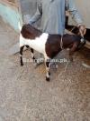 Beautiful Sindh Desi Bakra for Sale