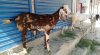 Normal Size Sindh Desi Bakra for Sale