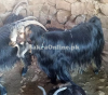 Black Colour Shurri Goat for Sale