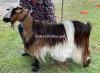 Beautiful Hairy Shurri Goat for Sale