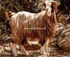 Brown Colour Shurri Bakra for Sale