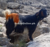 Desi Shurri Goat for Sale