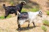 Desi Shurri Goat for Sale