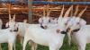 Beautiful Tapri Bakra for Sale