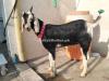 Cheap Tapri Bakra for Sale