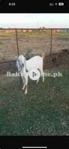 desi bakra for sale in channi pull