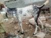 Goats sales for Eid UL adha qurbani