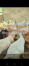 Goats sales for Eid UL adha qurbani