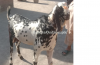 Desi Bakra for urgent sate