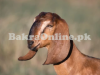 Beautiful 37 KG male Goat for sale