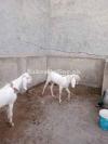 2 pair of beautiful rajanpuri bakra