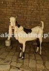 White Apline Bakra 2 Teeth for Sale