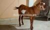 Beautiful Brown Alpine 2-Dant Bakra for Sale - Eid ul Azha 2024