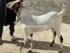 Beautiful Qurbani Goat For Sale in Chaklala Scheme 3