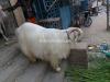 Beautiful Angora Bakra for Qurbani in PWD