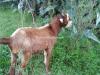 Baltistani Bakra For Sale in Rawalpindi