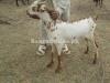 Babri Bakra For Sale in Rawalpindi