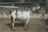 Premium Babari Bakra For Sale in Islamabad