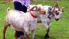 Beautiful Babari Goat for Sale