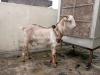 Normal Size Babari Bakra for Sale