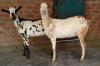 Normal Size Bari Goat for Sale