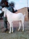 Beautiful Pure White Bari Bakra for Sale