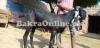 Black Colour Beiari Bakra for Sale